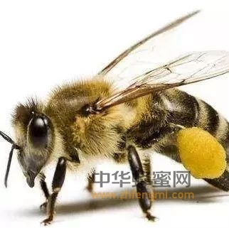 蜜蜂授粉对农作物的增产有很大帮助