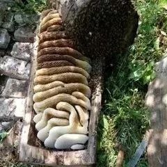 蜂巢的作用