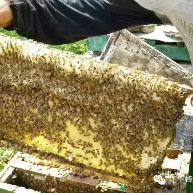 蜂蜜中嗜渗酵母的来源，其与蜂蜜品质有何关系？