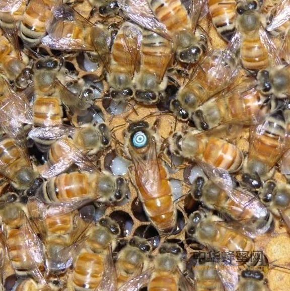 蜜蜂育种｜科学利用评价蜜蜂良种
