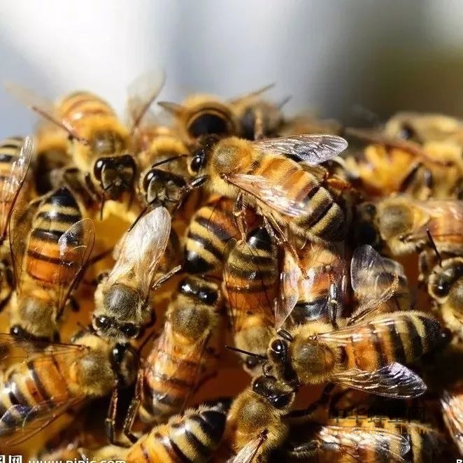对于蜂胶，你了解多少？