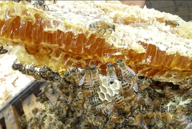 胃肠病吃蜂蜜，效果怎么也想不到