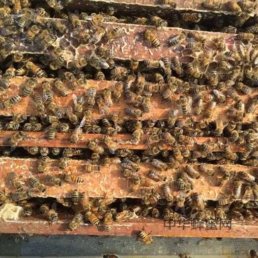 蜂蜜到底要不要加工，这是很多人的疑问？