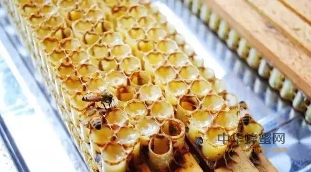 蜂王浆——女性最佳的天然营养滋补品