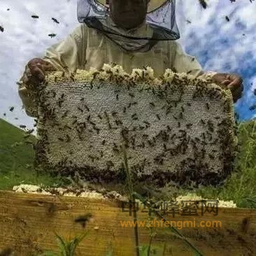 搞好秋季蜜蜂繁殖，奠定强群基础