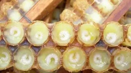 蜂王浆为什么能降血糖？