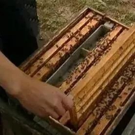 养蜂视界｜一村一品助养蜂创效益
