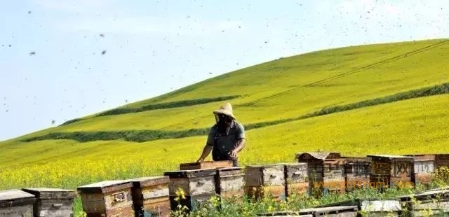 蜂农不想养蜂了，只有4个理由！