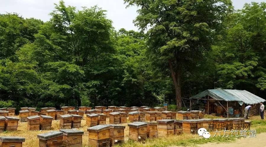 延边东方蜜蜂产品研究所董事长-包喜财走访标准化原生态蜜蜂养殖基地。感谢我的未来网，感谢褚武军-董事长。