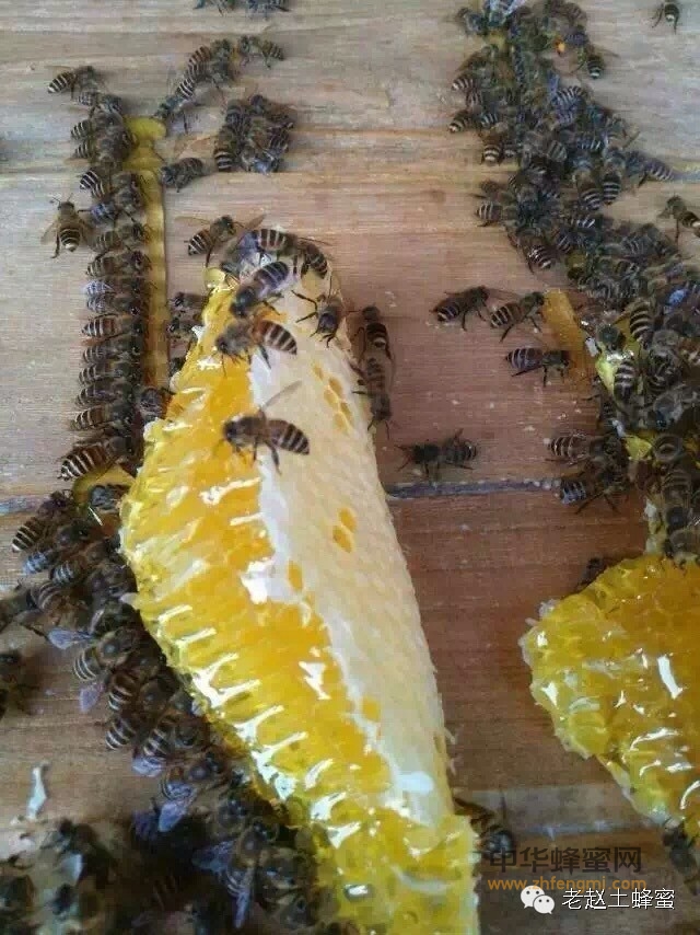 买不到好蜂蜜，只是你不懂!!!