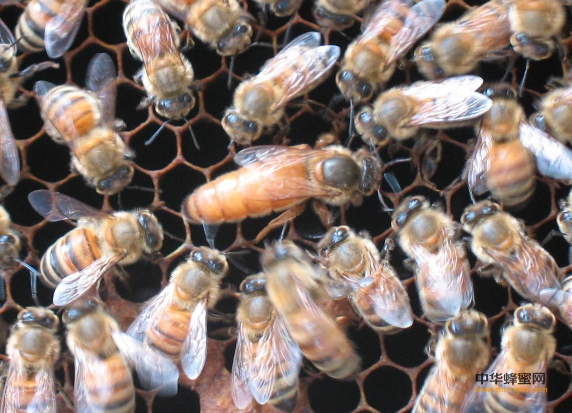 有什么办法让蜜蜂繁殖的更快