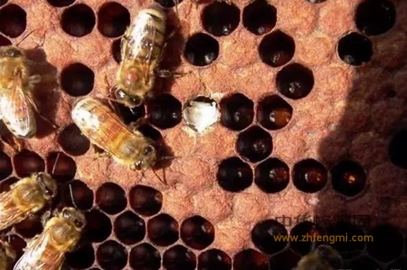 防治蜜蜂白垩病验方