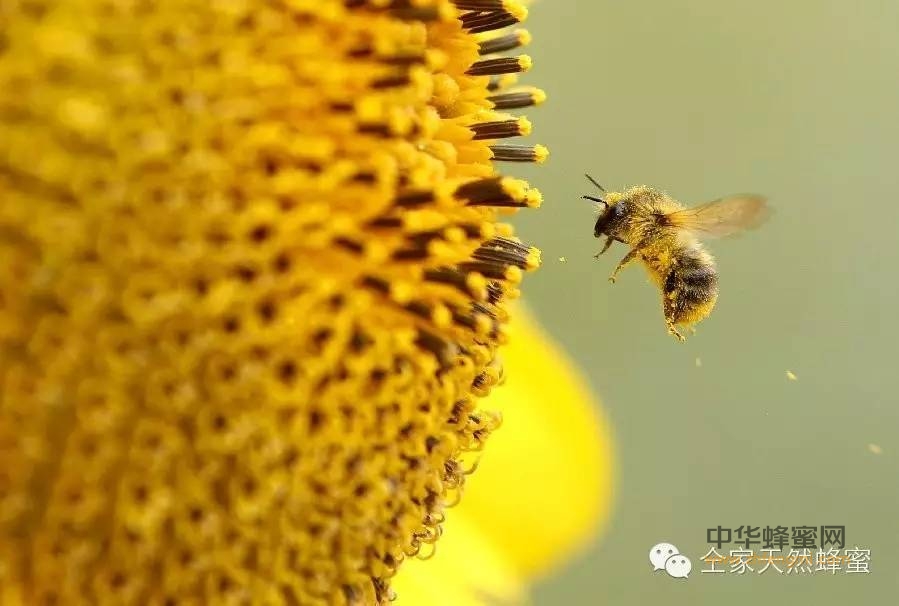 【仝家】蜂花粉的神奇之处----被称为“全天然营养食品”、“浓缩营养库”