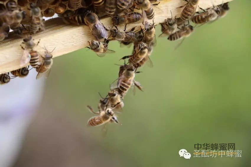 蜜蜂的百万次飞行=一瓶好蜂蜜