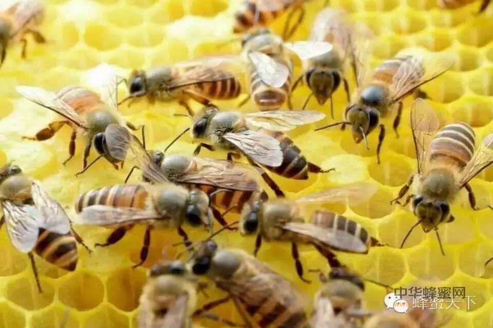 蜂蜜加一宝，堪比“神仙药”！也许你家就有哦！