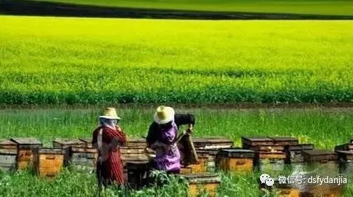 未来五年中国的养蜂业