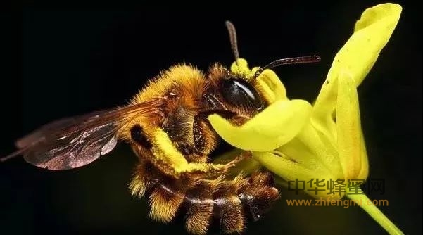 花粉的伟大力量