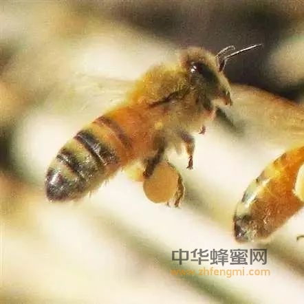 蜜蜂<a