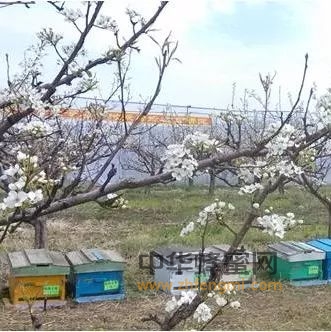 蜜蜂饲养｜长白山区定地养蜂增收的几项措施