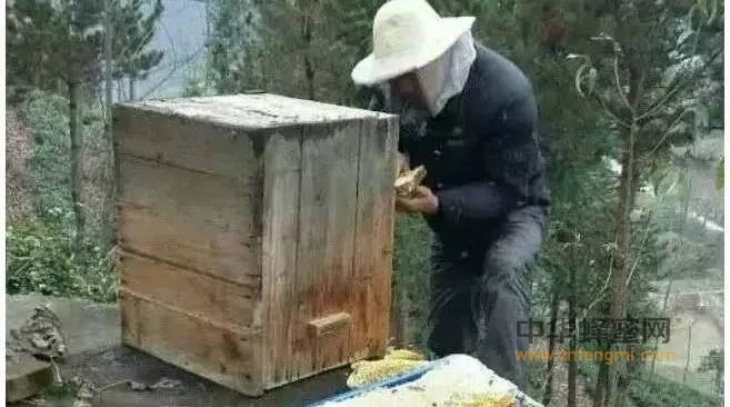 养蜂苦、养蜂累、看完“打死”都不去养蜂。