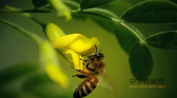 小科普：蜜蜂采蜜酿蜜的过程