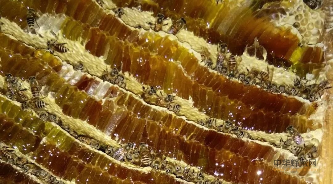 世界上唯一不会变的食品是蜂蜜