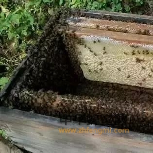 喂水对蜂群有好处