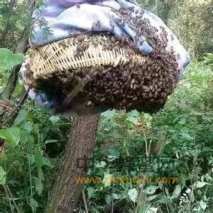 蜜蜂的自然分蜂