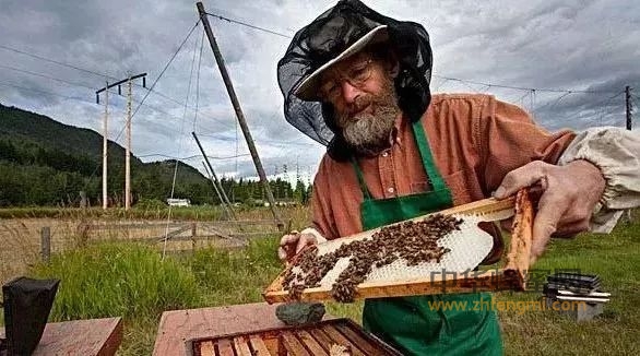 养蜂人的长寿秘密！