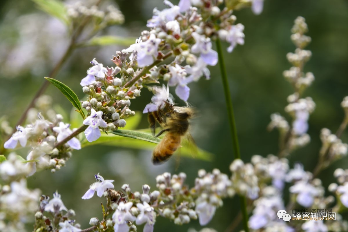 吃过蜂蜜，但你知道各种蜜花长啥样吗？