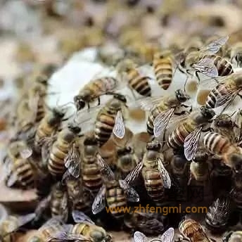 春季蜂病的综合防治措施