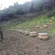 北方农家室内越冬蜂群的管理