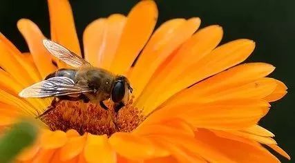 你吃一勺蜜是10只蜜蜂用了一生的劳作换来的