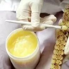 蜂王浆——手术后能否服用？一定要知道！！！