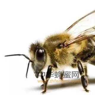 赞美蜜蜂的诗句？