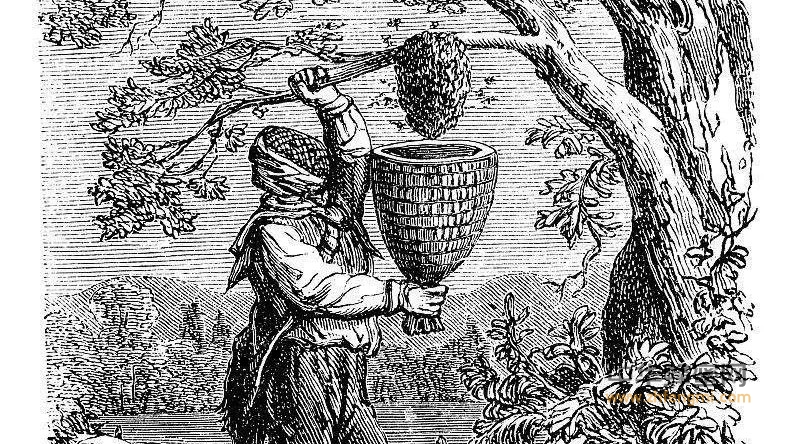 与人类文明相伴：蜂蜜的历史