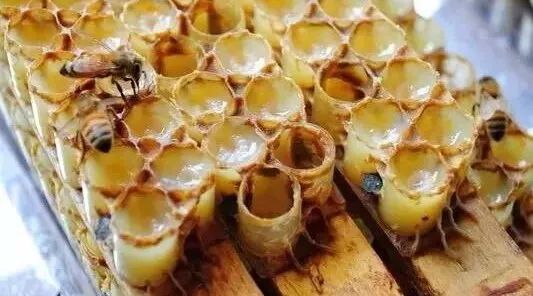 蜂蜜，古今中外概莫能挡