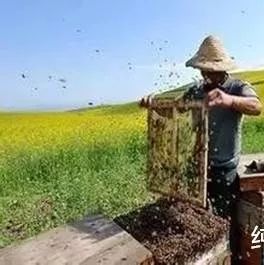 蜂农朋友，你养蜂的就不能给我一瓶蜂蜜吗？不能！