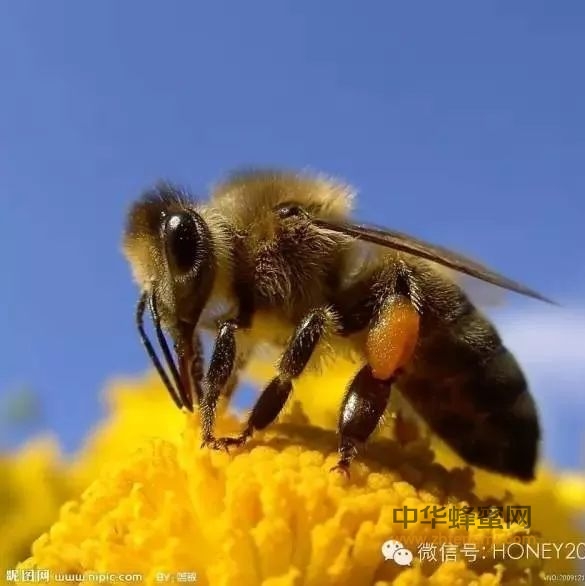 蜂蜜是怎样酿成的？