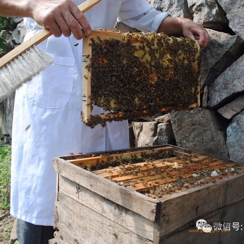 关于蜂蜜的三个问题，看看专家怎么说