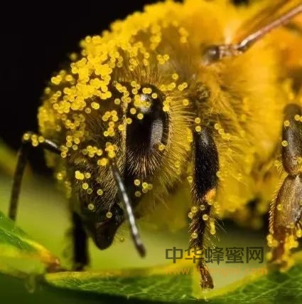 蜂花粉的广泛应用！