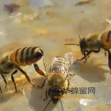 蜂蜜食用方法集锦！