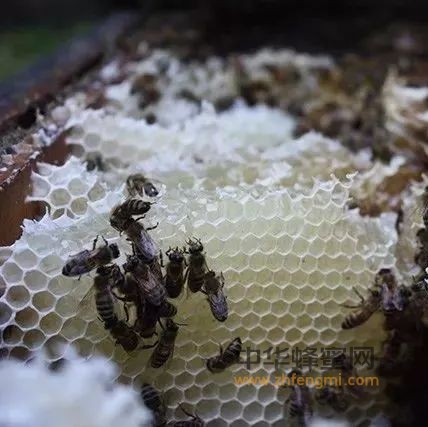 假蜜太多被抢饭碗，作为蜜蜂，我是不是应该离巢出走？
