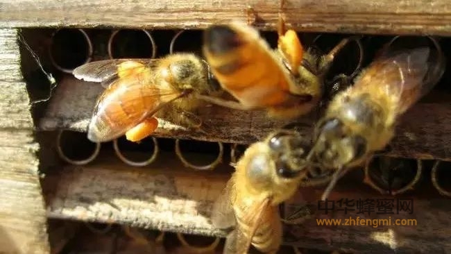 蜂花粉，人类的天然全能营养库