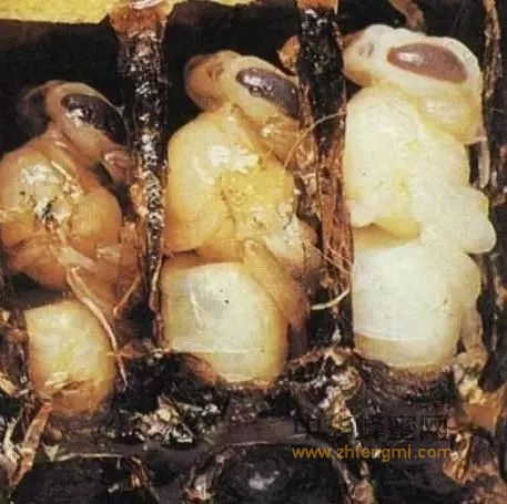 烂子病号称蜜蜂的“癌症”要用什么药？