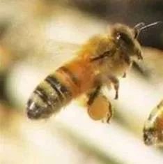 用蜜蜂蛰，现场试验惊呆记者！