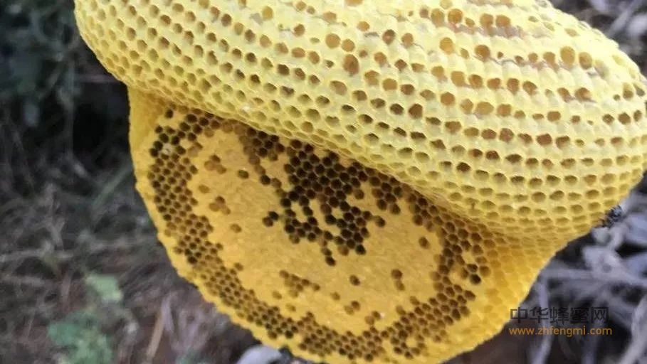 小排蜂蜜巢蜜丨蜜中极品
