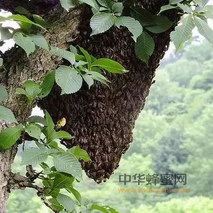 如何避免蜜蜂逃跑？
