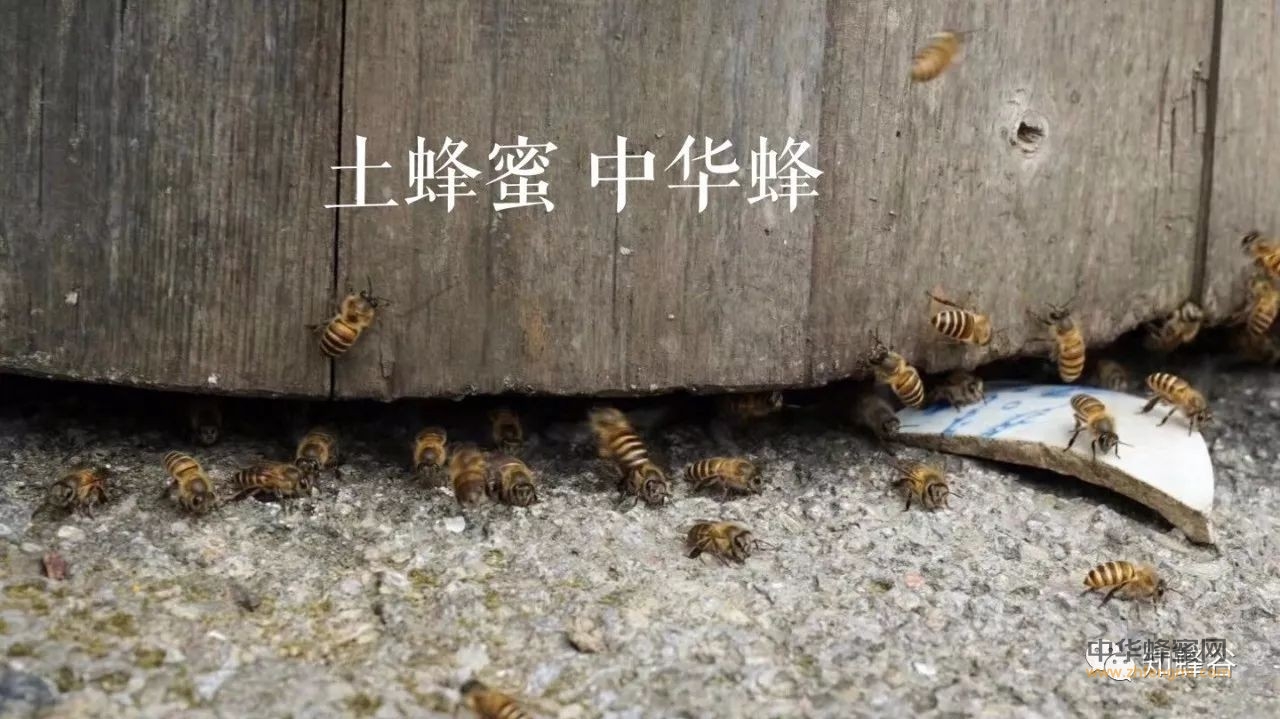 张家界知蜂谷土家蜂蜜之活性酶