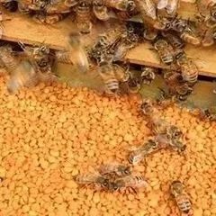春繁饲喂蜜蜂的花粉应消毒灭菌